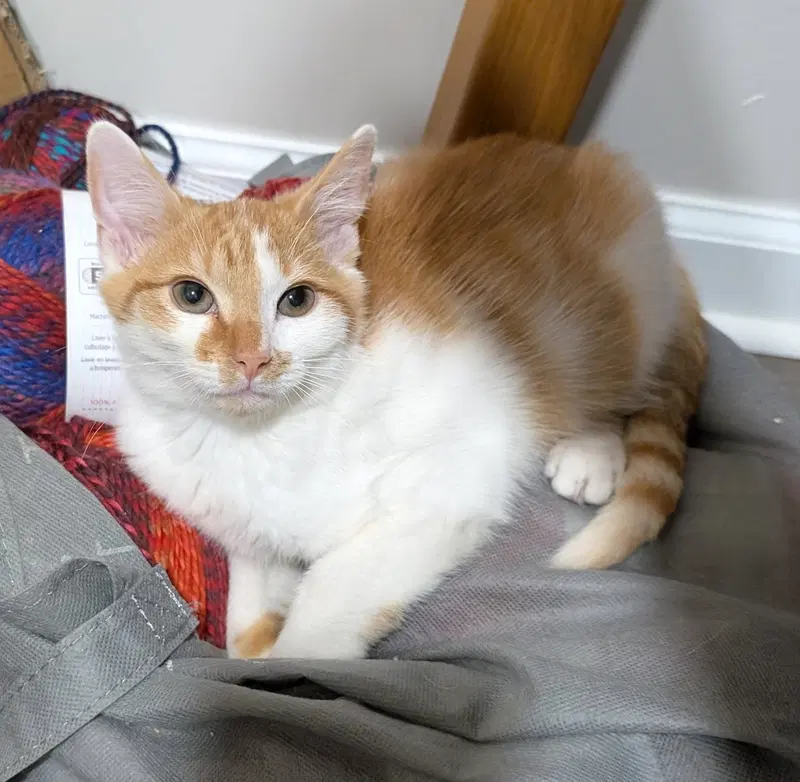 Kitten Chowder, photo 2