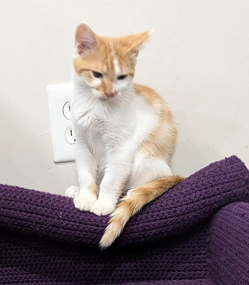 Kitten Chowder, photo 3