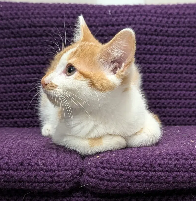 Kitten Chowder, photo 4