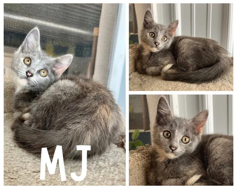 Mj, a female kitten up for adoption