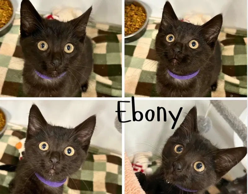 Ebony, a female kitten up for adoption