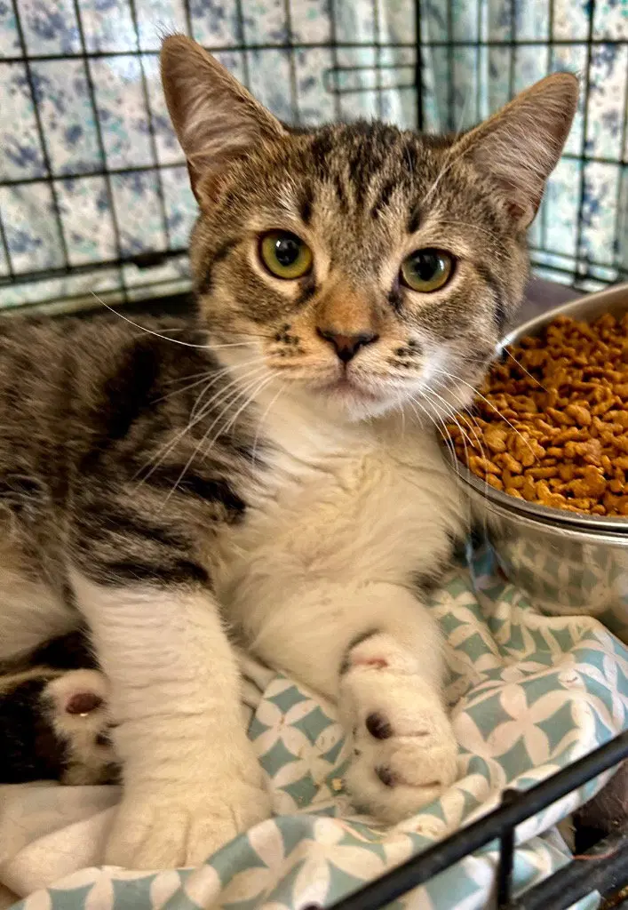 Noah, a male kitten up for adoption