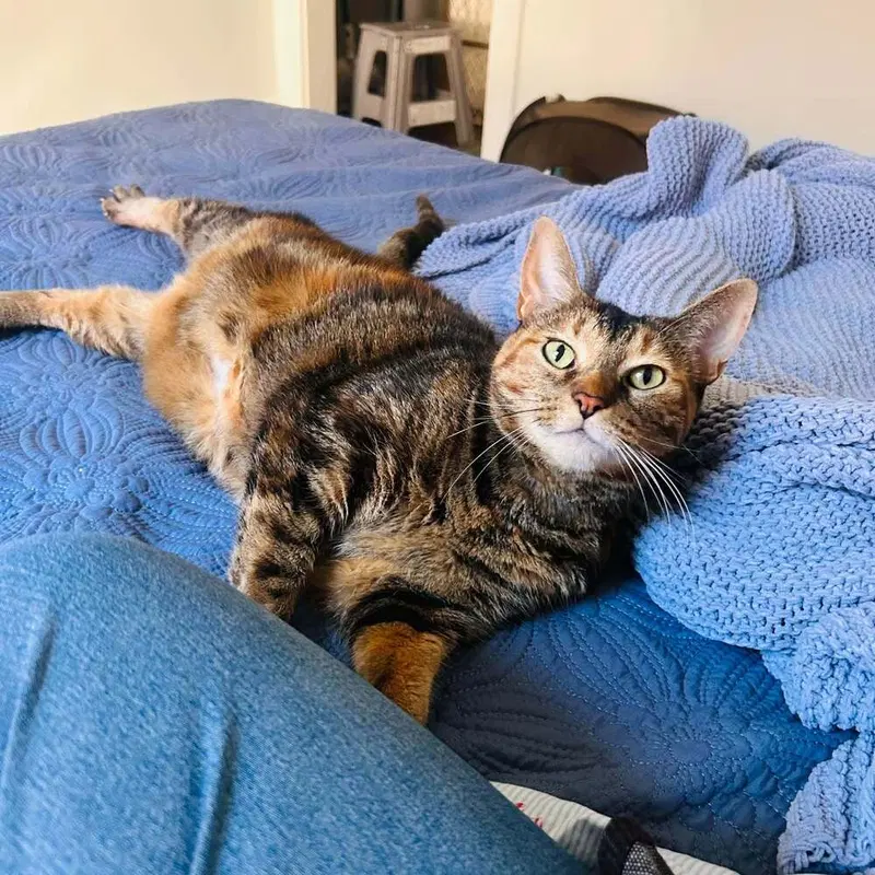Bailey, an adult female cat up for adoption