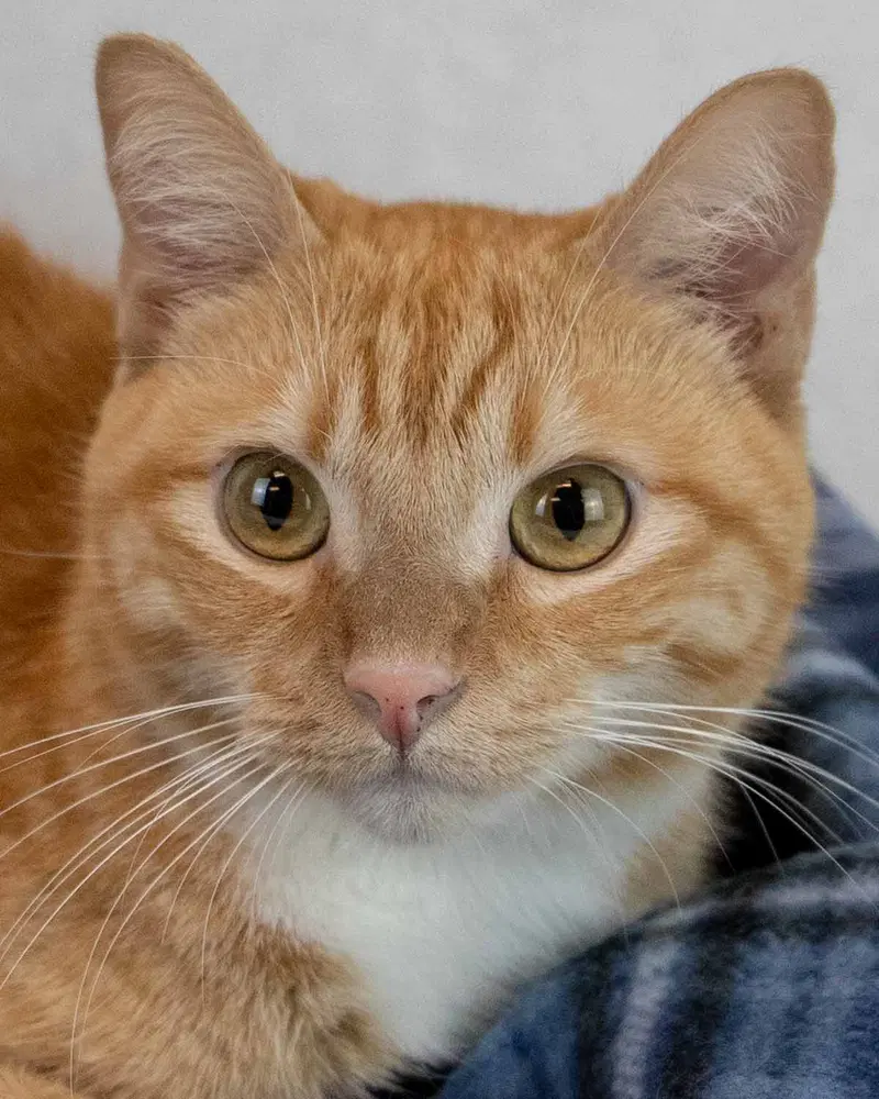 Arthur, a young male cat up for adoption