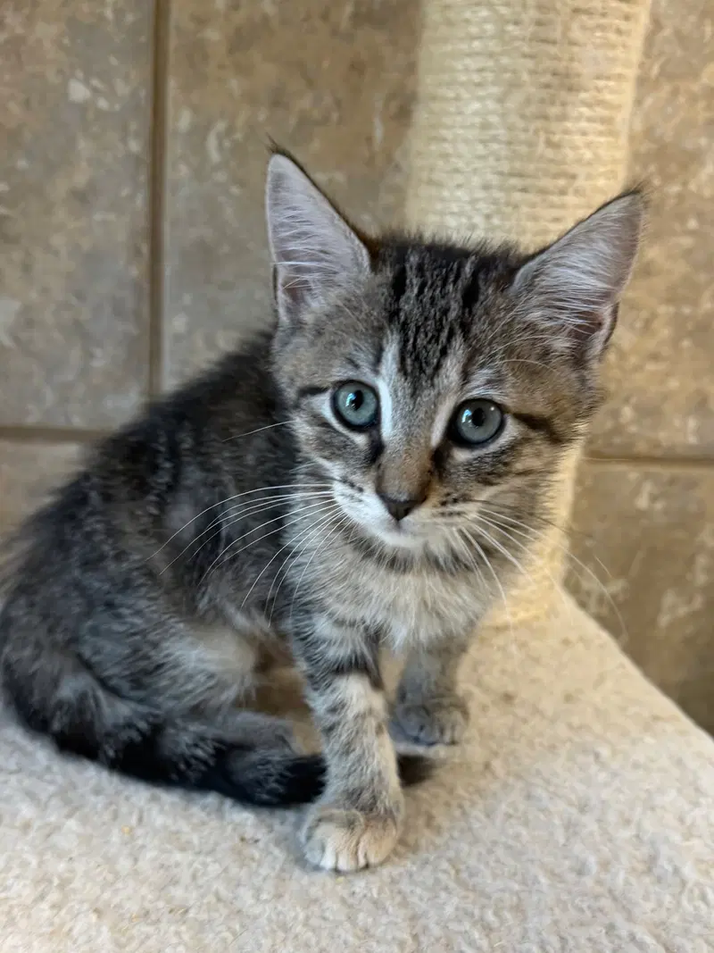 Popov, a female cat up for adoption