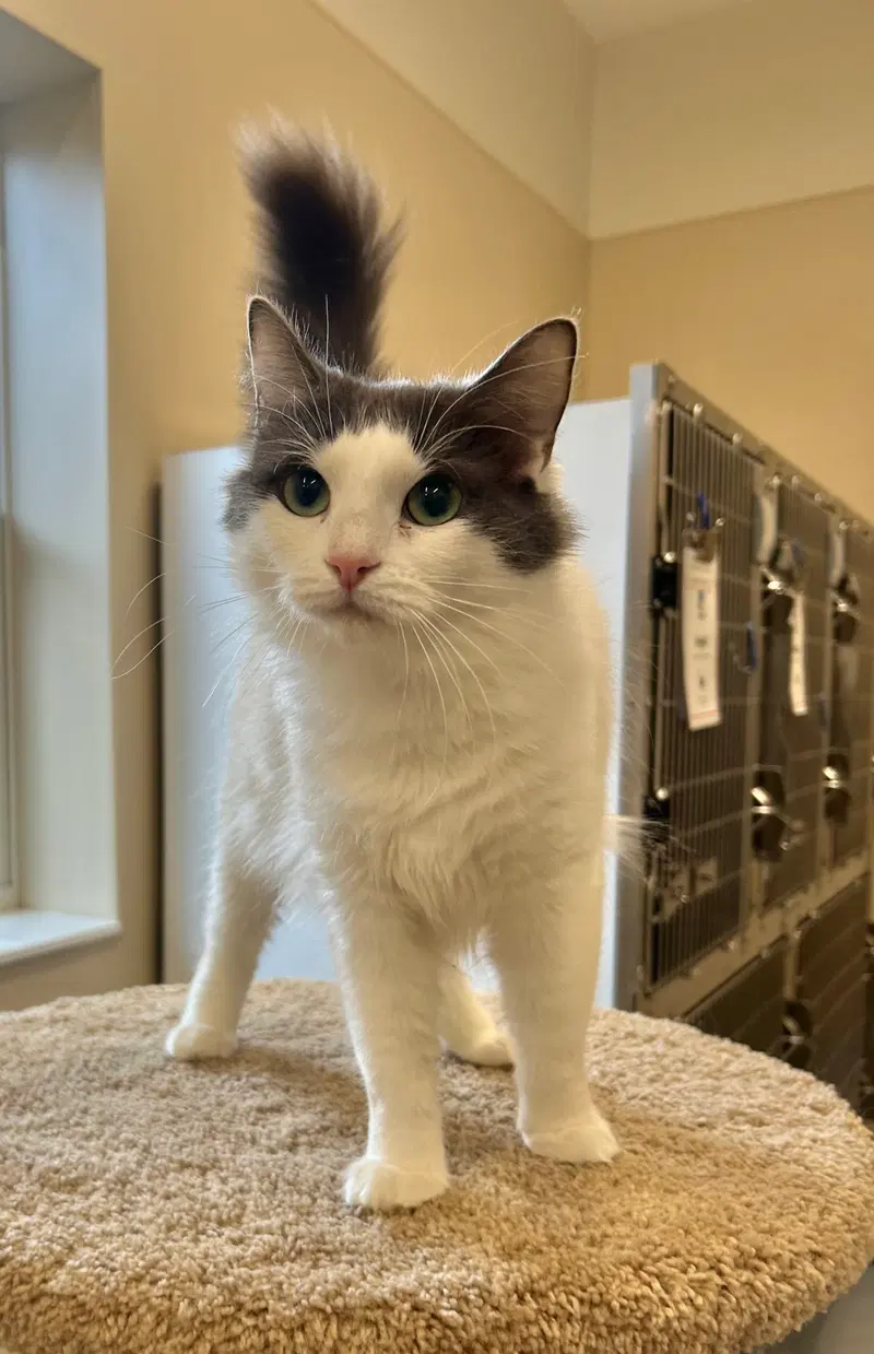 Angel, an adult female cat up for adoption