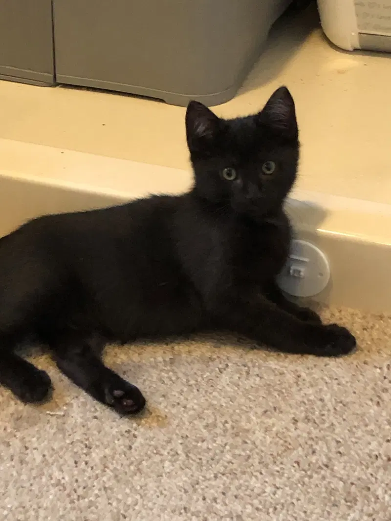 Ebony, a male kitten up for adoption