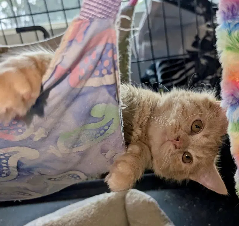 Cider, a male kitten up for adoption
