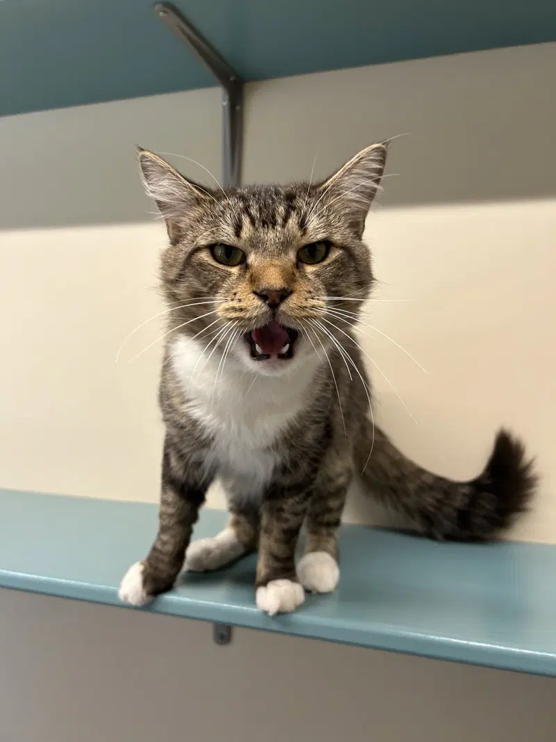 Frankie, an adult male cat up for adoption