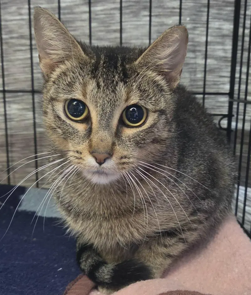 Gecko, a young female cat up for adoption