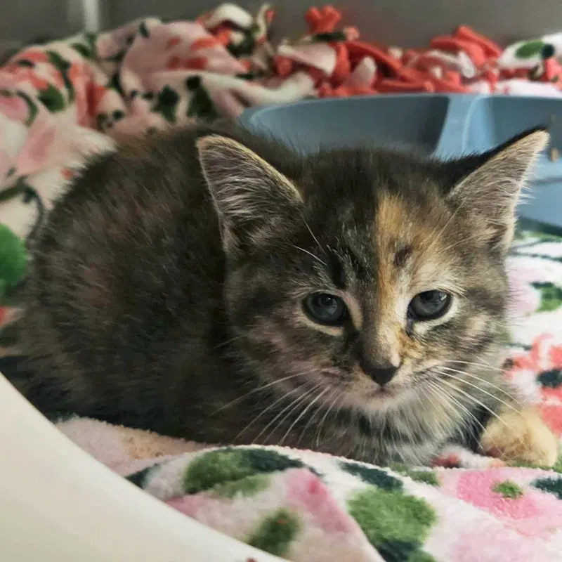 Fun Dip, a female kitten up for adoption