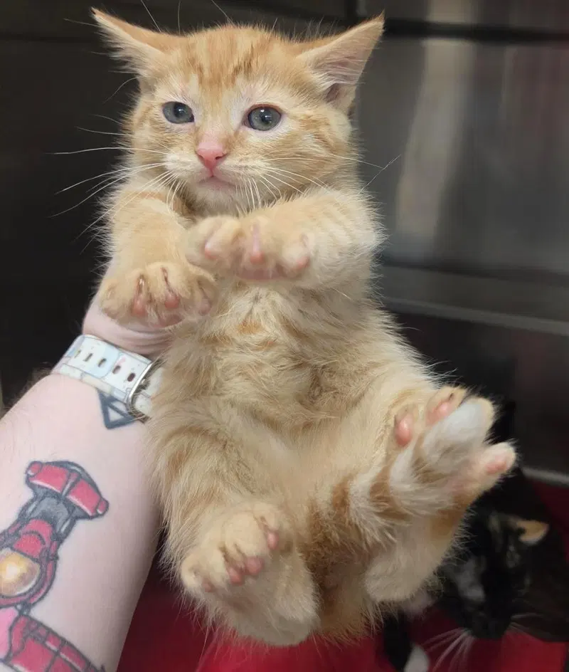 Gobstopper, a female kitten up for adoption