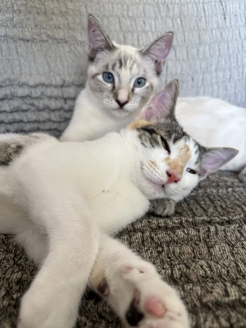 Callie & Cleo, young female cats up for adoption