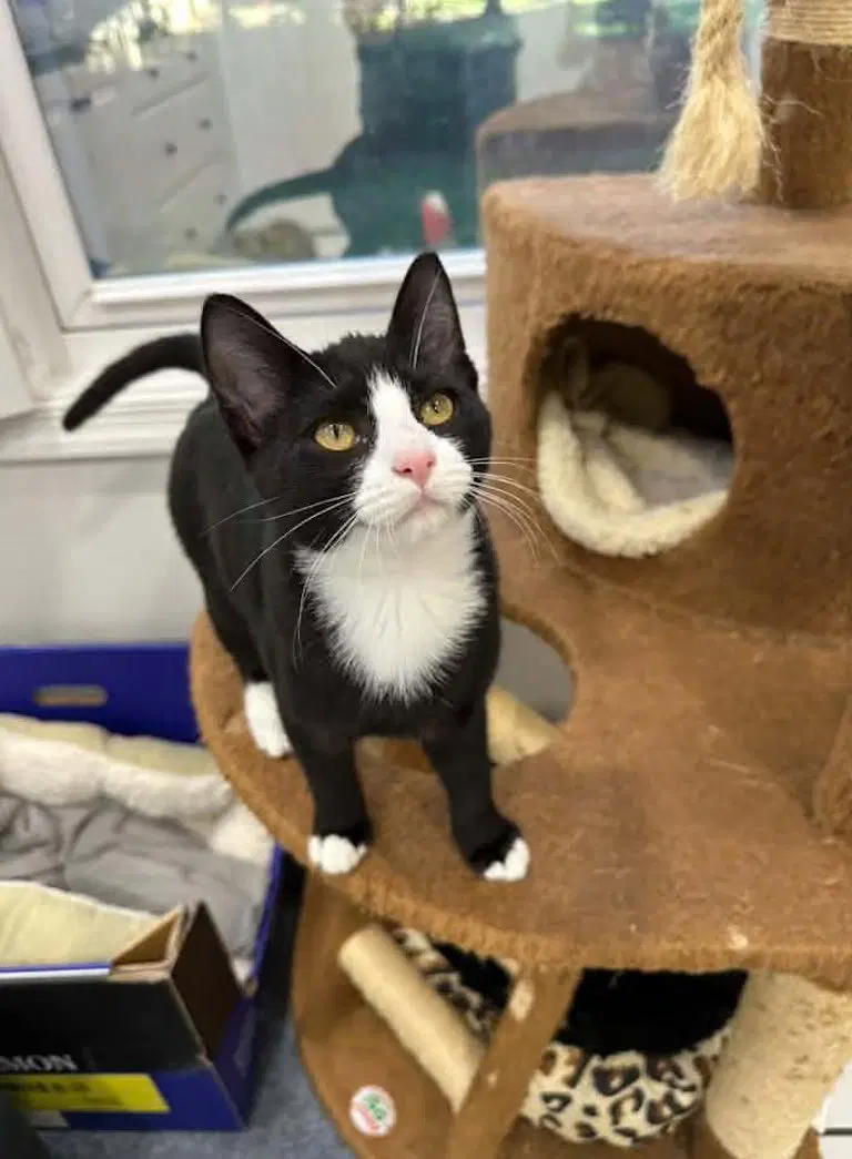 Pond, a male kitten up for adoption