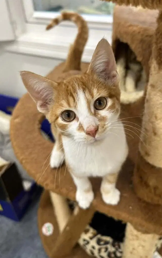 Ocean, a male kitten up for adoption