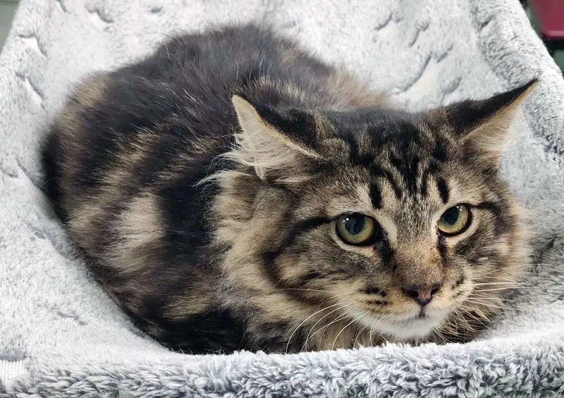 Curly, a male kitten up for adoption