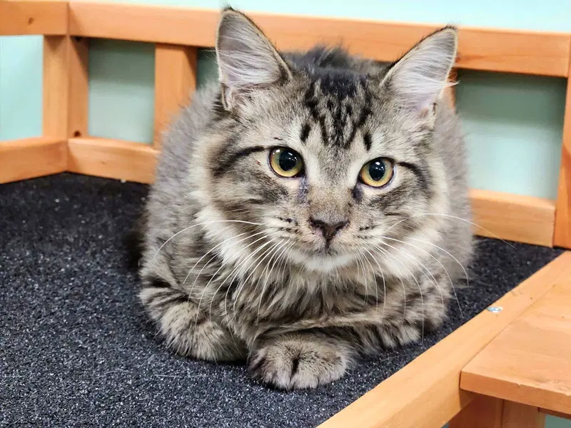 Larry, a male kitten up for adoption