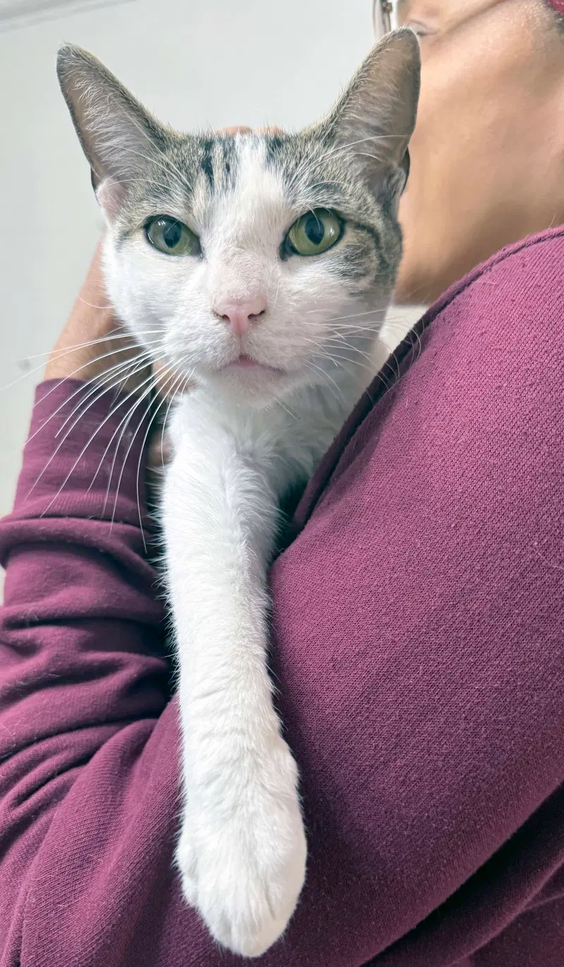 Rosetta, a female kitten up for adoption