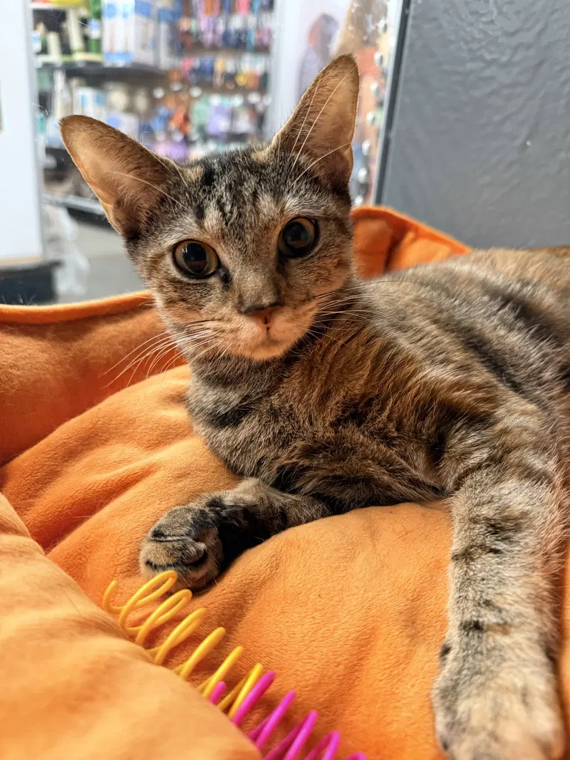 Ambrosia, a young female Calico cat up for adoption