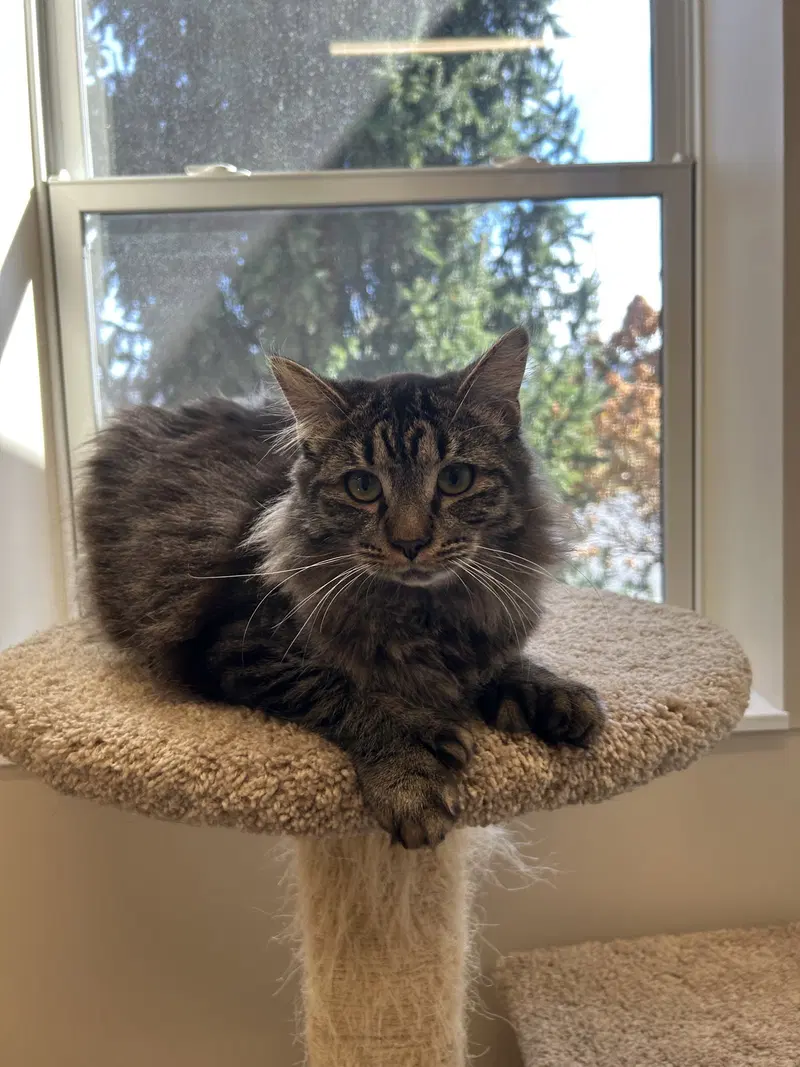 Duncan, a young male cat up for adoption