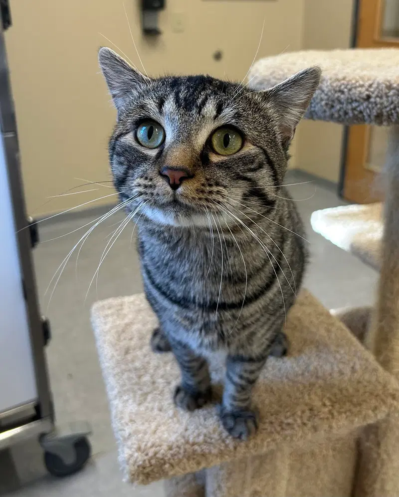 Rupert, an adult male cat up for adoption
