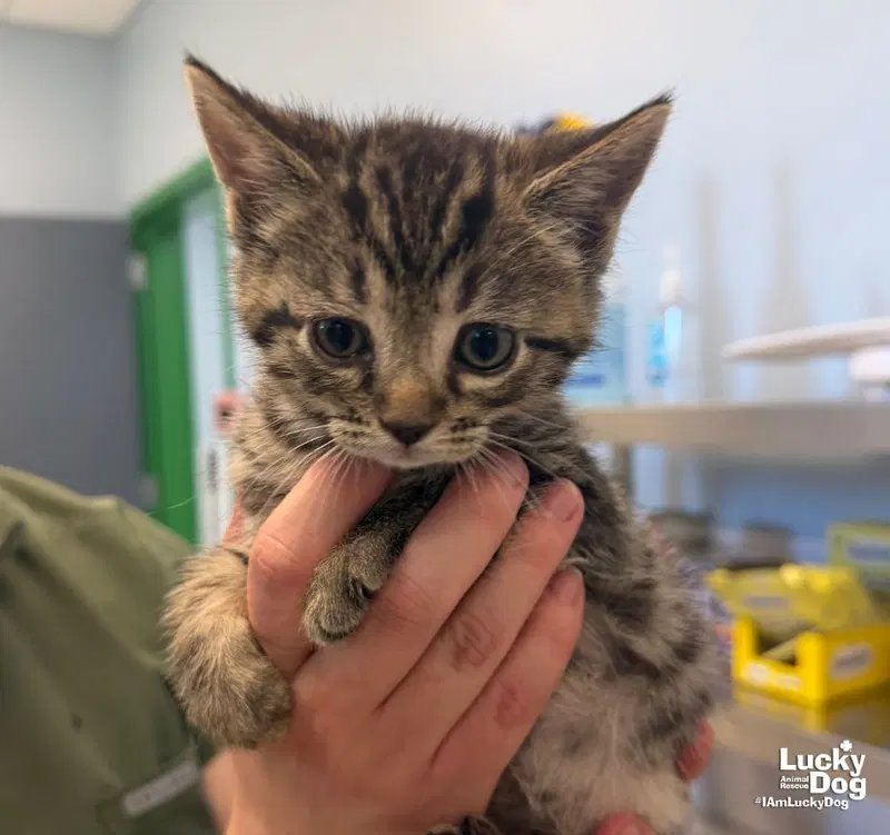 Beetle, a male kitten up for adoption