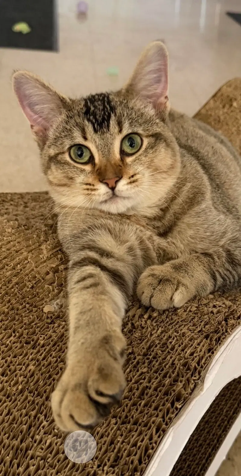 Jennifer, a female kitten up for adoption