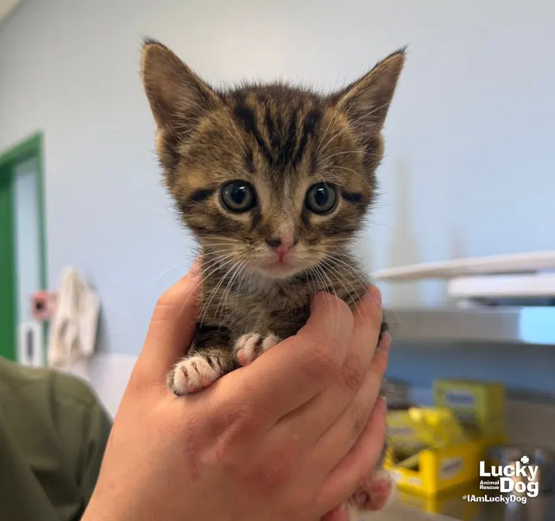 Bones, a male kitten up for adoption