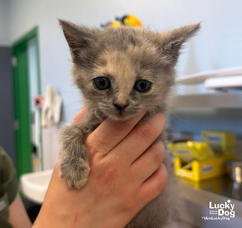 Boo, a female kitten up for adoption