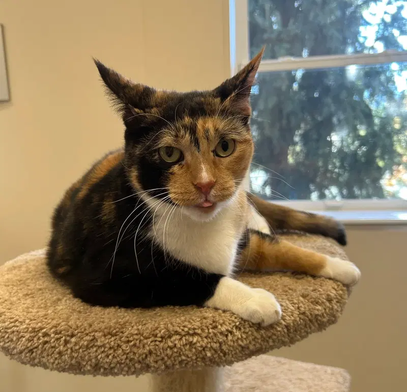Clara, an adult female cat up for adoption