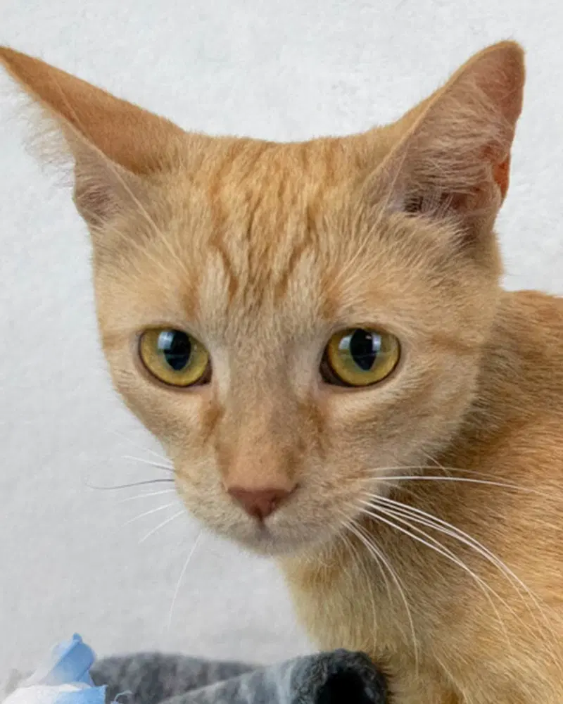 Betty White, a young female cat up for adoption