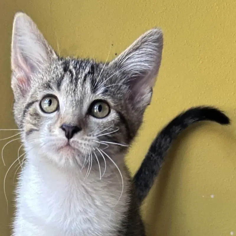 Final Destination, a male kitten up for adoption