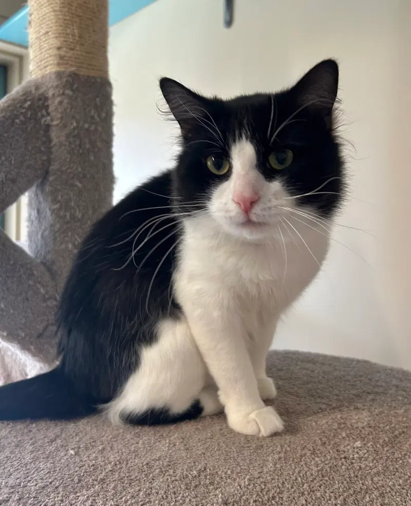 Screech, an adult male cat up for adoption