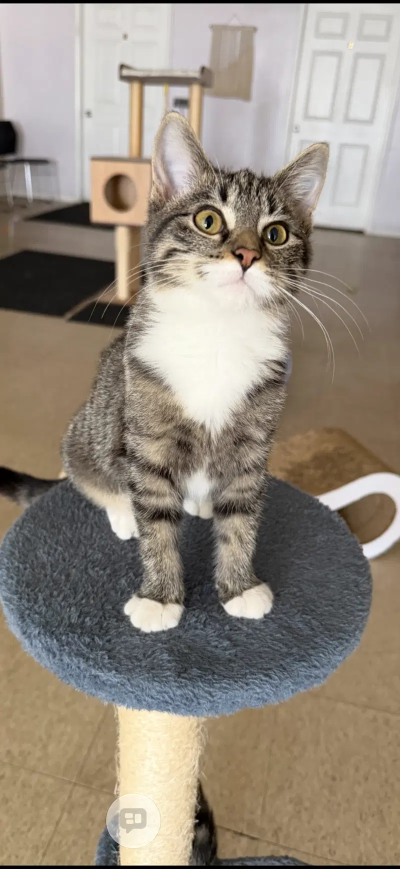 Rita, a female kitten up for adoption