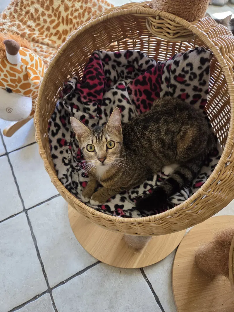 Savanna, a young female Bengal cat up for adoption