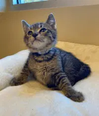 Poe, a male kitten up for adoption