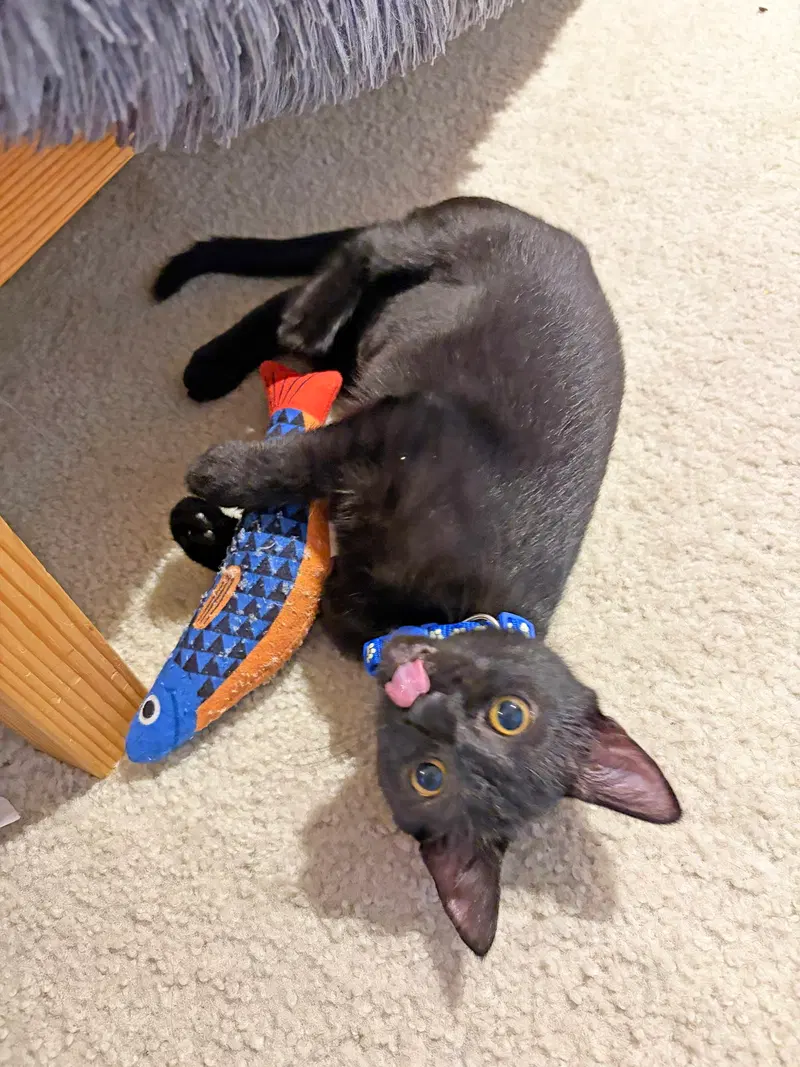 Layla KC, a young female cat up for adoption