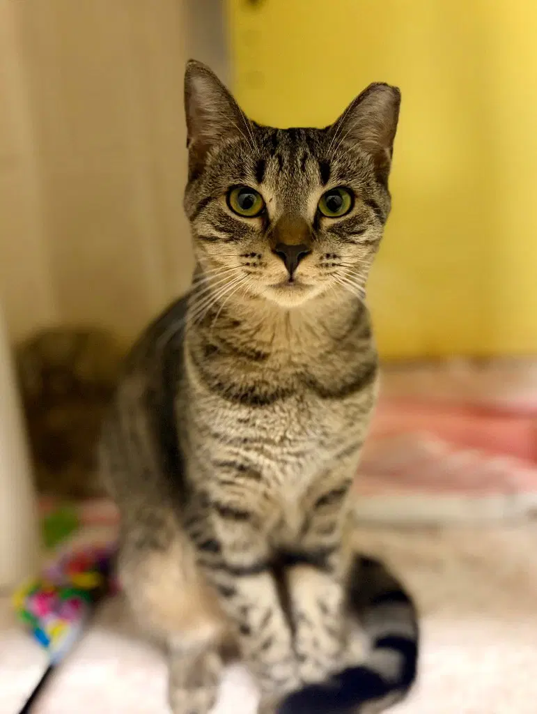 Kismet, a female kitten up for adoption