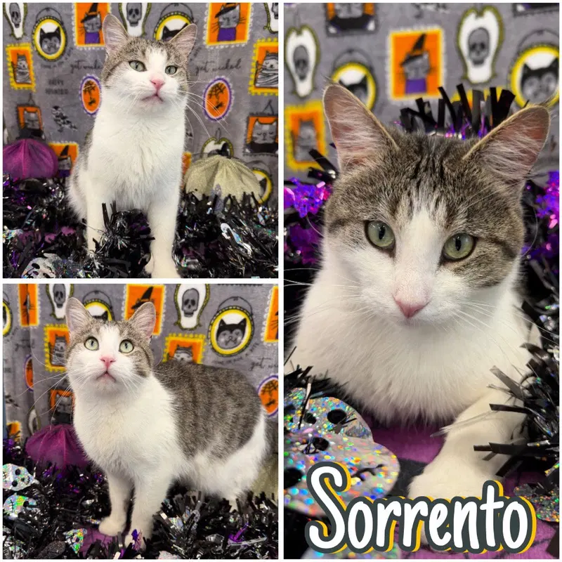 Sorrento, an adult male cat up for adoption