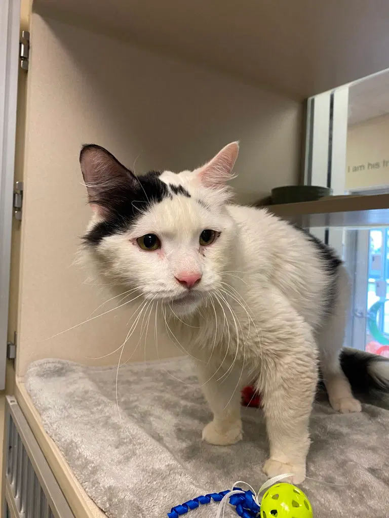 Milk, an adult male cat up for adoption
