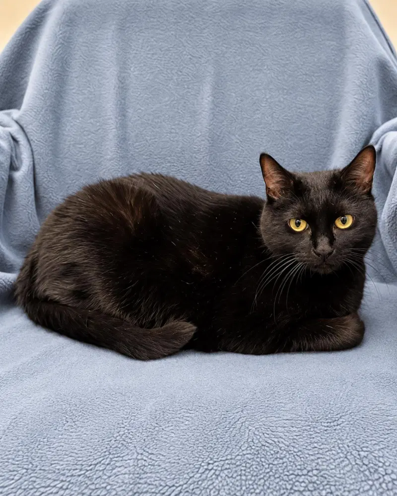 Lilith, a senior female cat up for adoption