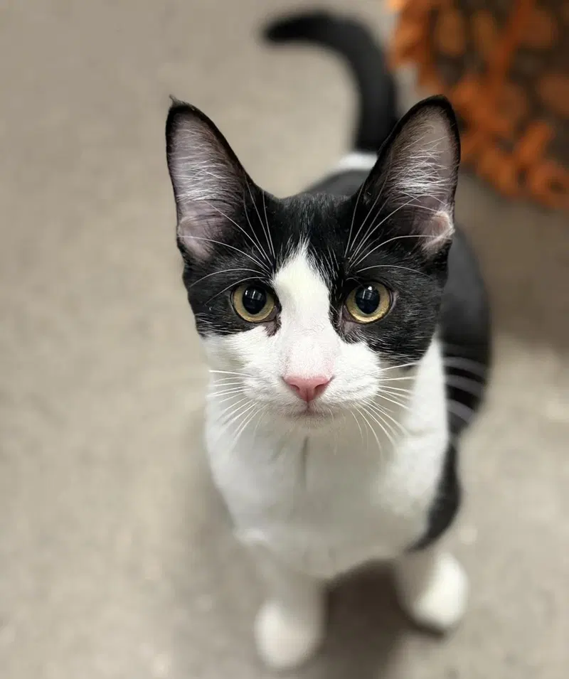 Zelda Stardust, a female kitten up for adoption