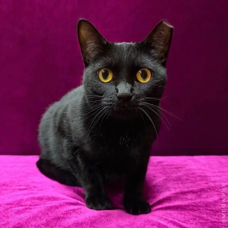 Kattie Mcdaniel, an adult female cat up for adoption