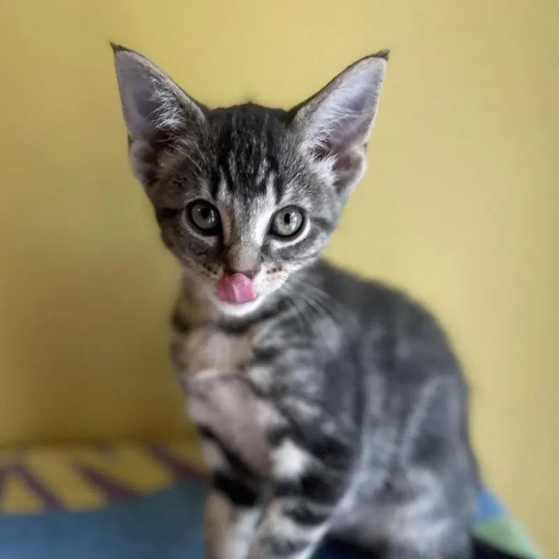Ladybug, a male kitten up for adoption