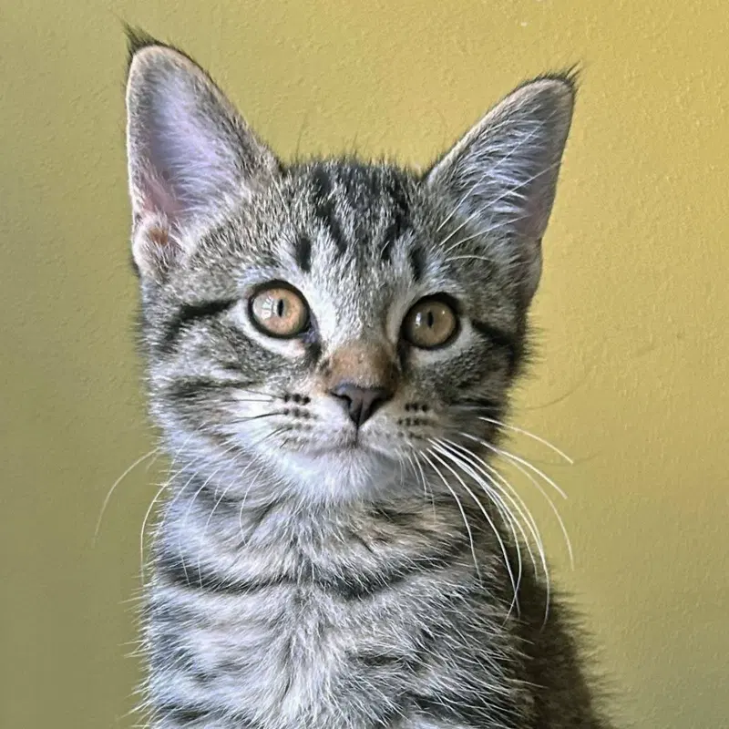 Dragonfly, a male kitten up for adoption