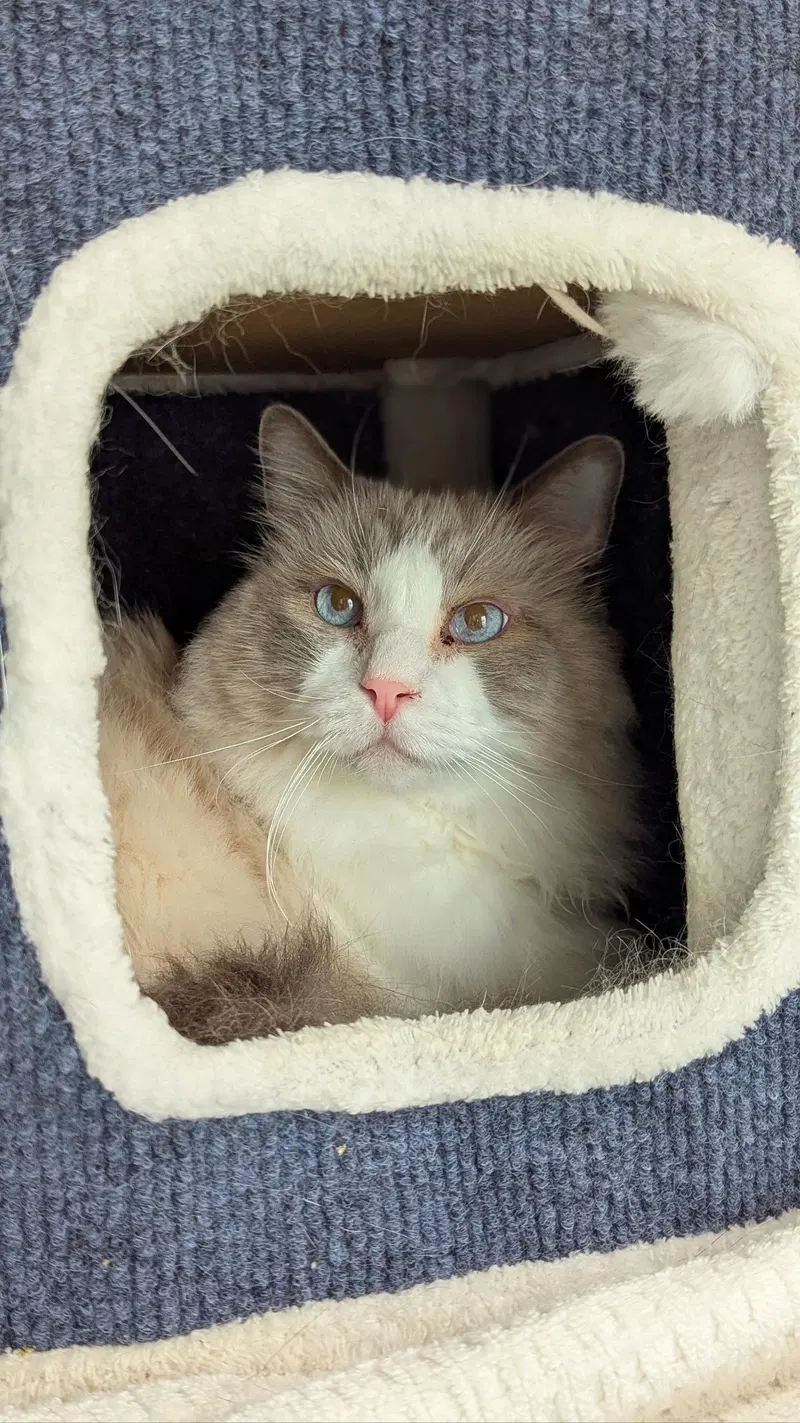 Piquad, an adult male Ragdoll cat up for adoption