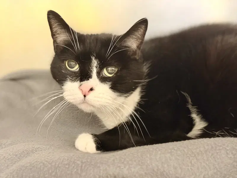 Blue, a senior male cat up for adoption