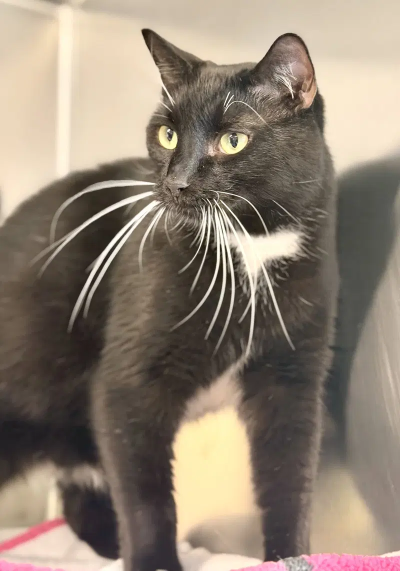Charlie, an adult male cat up for adoption
