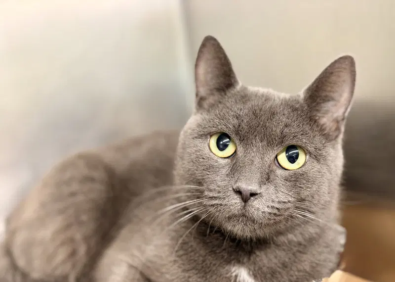 Sidney, an adult female cat up for adoption