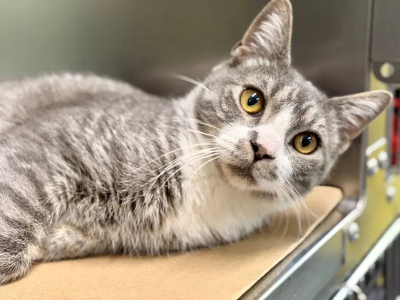 Blade, an adult male cat up for adoption